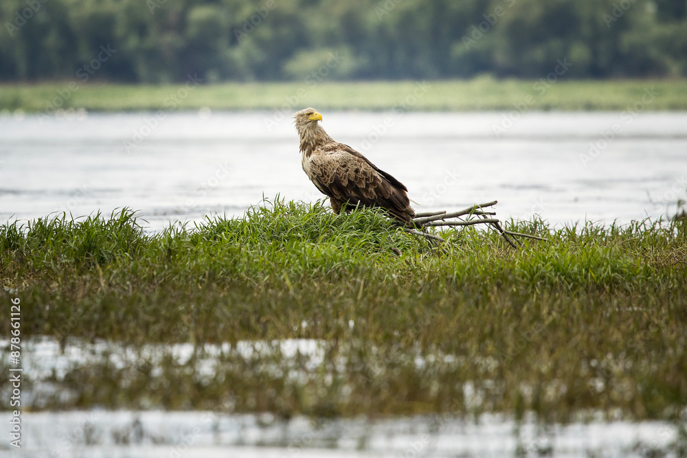 White tailed eagle in wild nature
