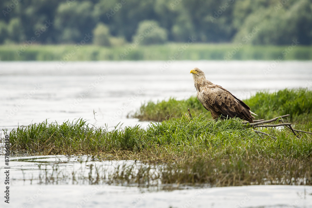 White tailed eagle in wild nature