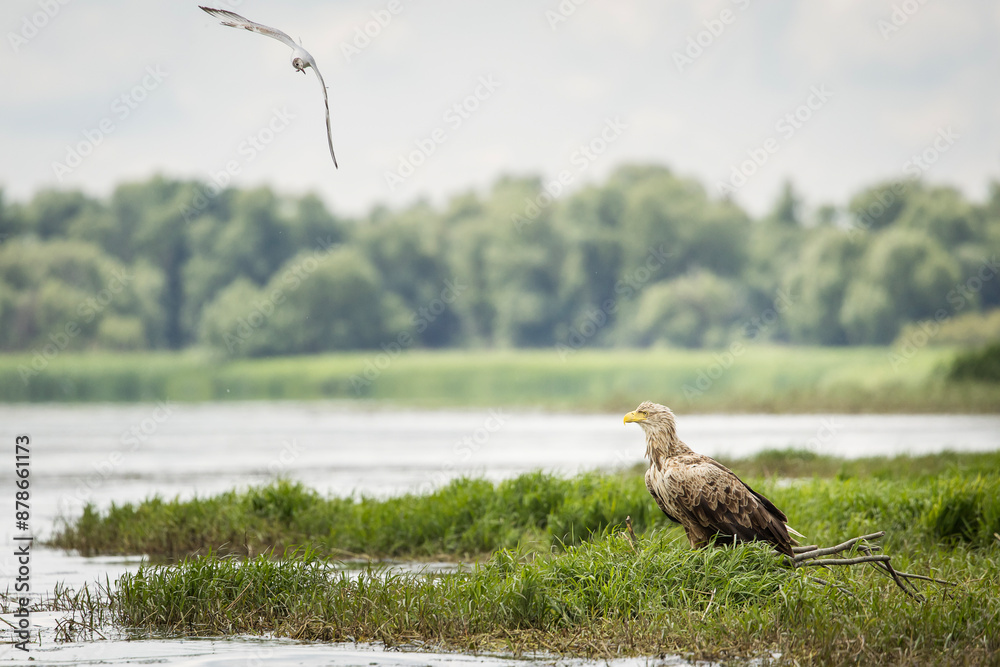 White tailed eagle chased by seagull