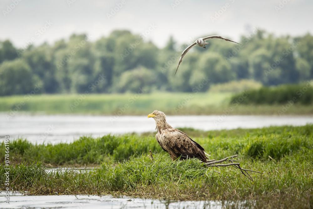 White tailed eagle chased by seagull