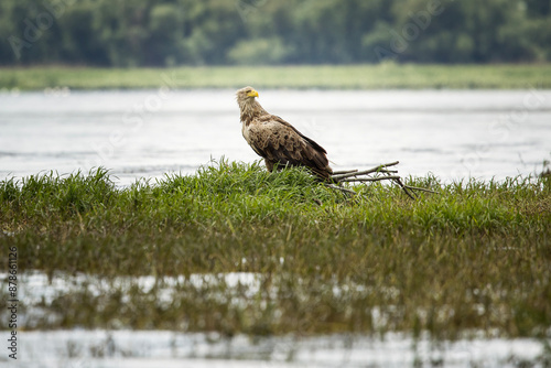 Obraz na płótnie White tailed eagle in wild nature w salonie