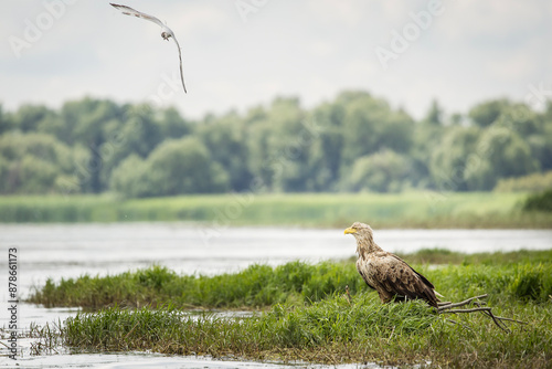 Obraz na płótnie White tailed eagle chased by seagull w salonie