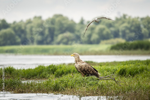 White tailed eagle chased by seagull