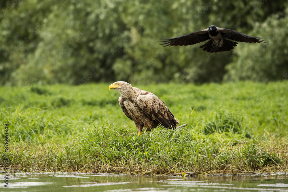 White tailed eagle in wild nature