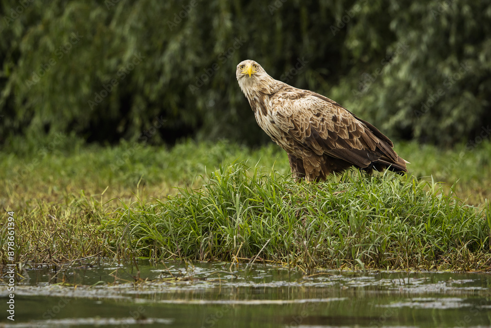White tailed eagle in wild nature