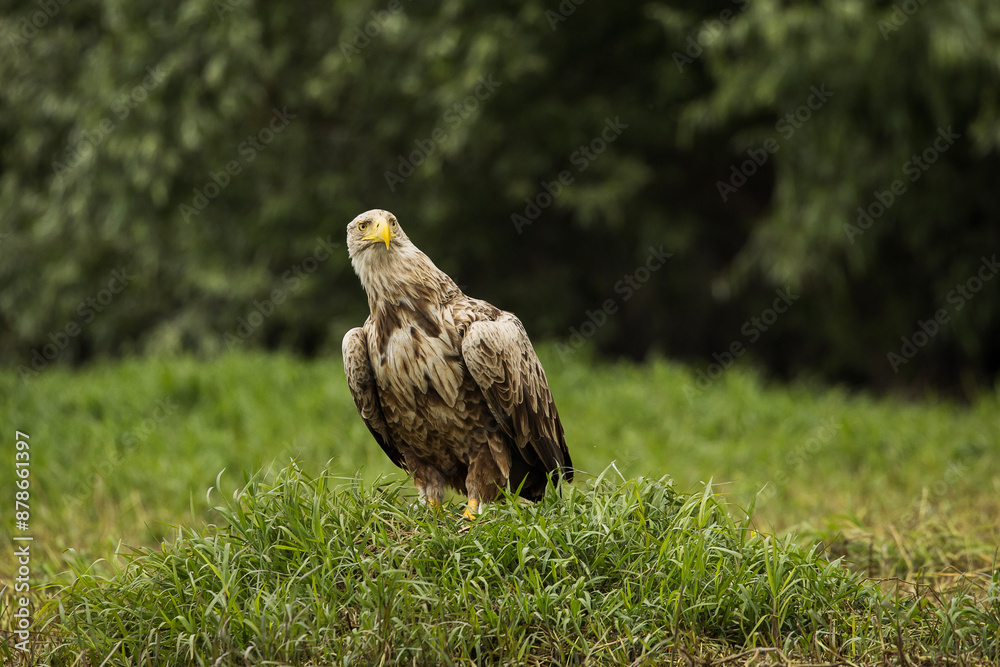 White tailed eagle in wild nature