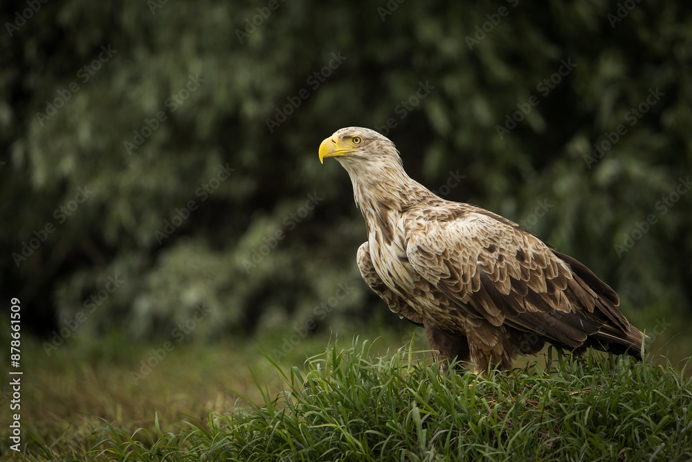 White tailed eagle in wild nature