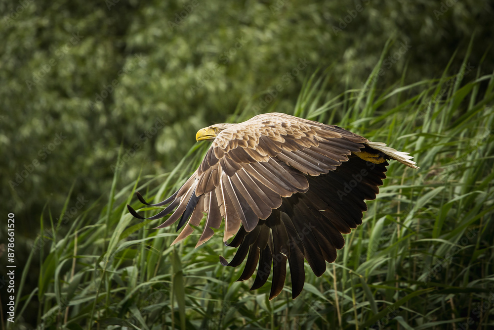 White tailed eagle in wild nature