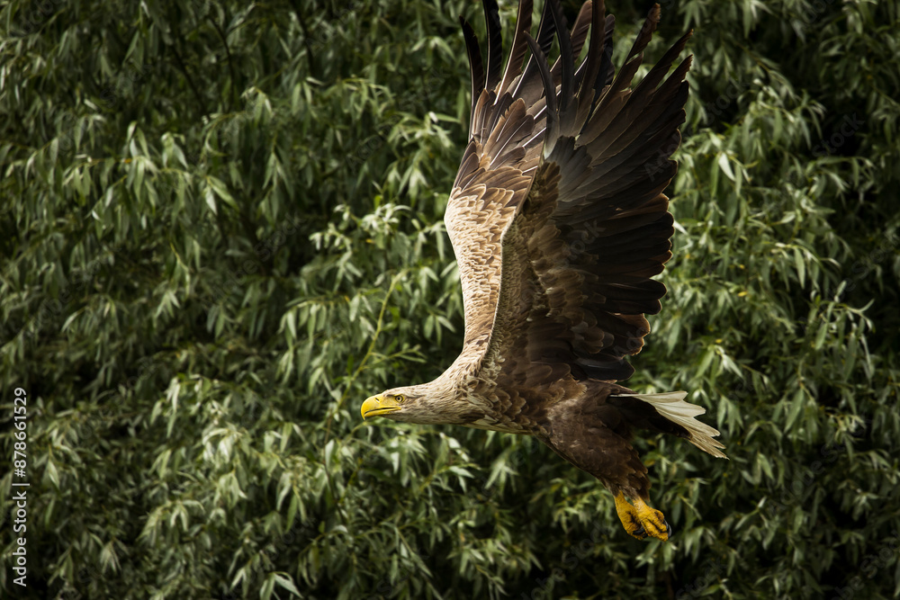 White tailed eagle in wild nature
