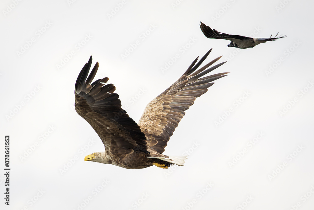 Fototapeta premium White tailed eagle in wild nature