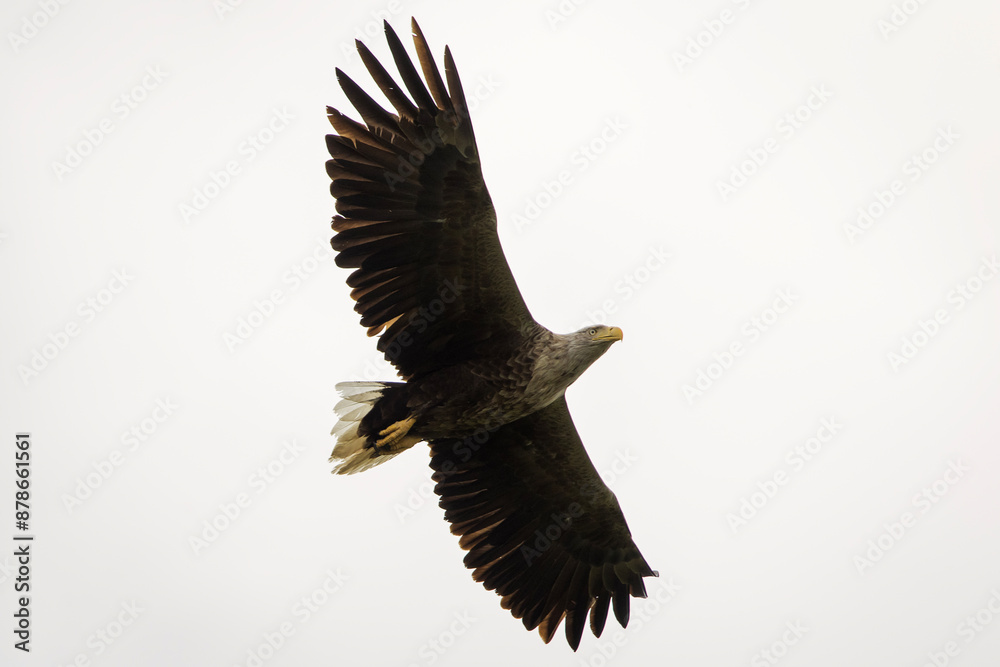 White tailed eagle in wild nature