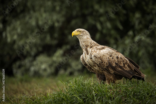 Obraz na płótnie White tailed eagle in wild nature w salonie