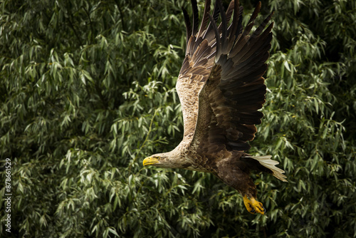 Obraz na płótnie White tailed eagle in wild nature w salonie