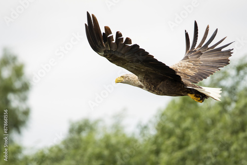 Obraz na płótnie White tailed eagle in wild nature w salonie