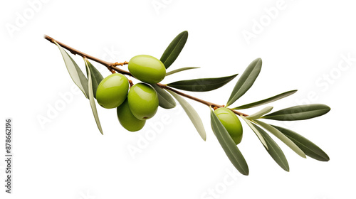 Wallpaper Mural Olive branch transparent background. Torontodigital.ca