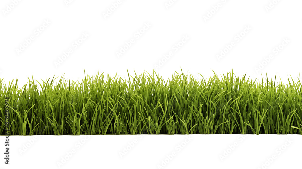 Patch of fresh green lawn grass transparent background. Patch of fresh green lawn grass transparent background.