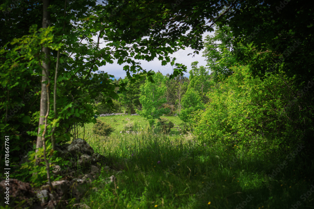 Fototapeta premium A dense forest containing numerous trees and grassy areas
