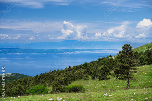 A scenic ocean vista with a tree in the forefront viewed from a hill