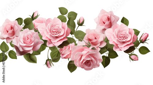 Set of beautiful pink roses with lush green leaves transparent background.