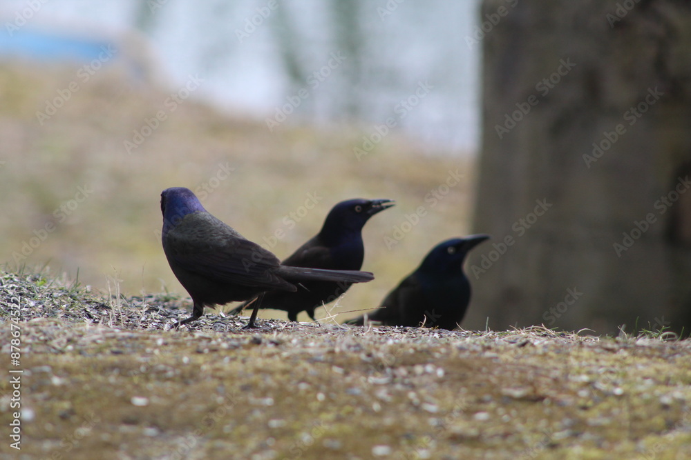 Grackles eating Grackles eating