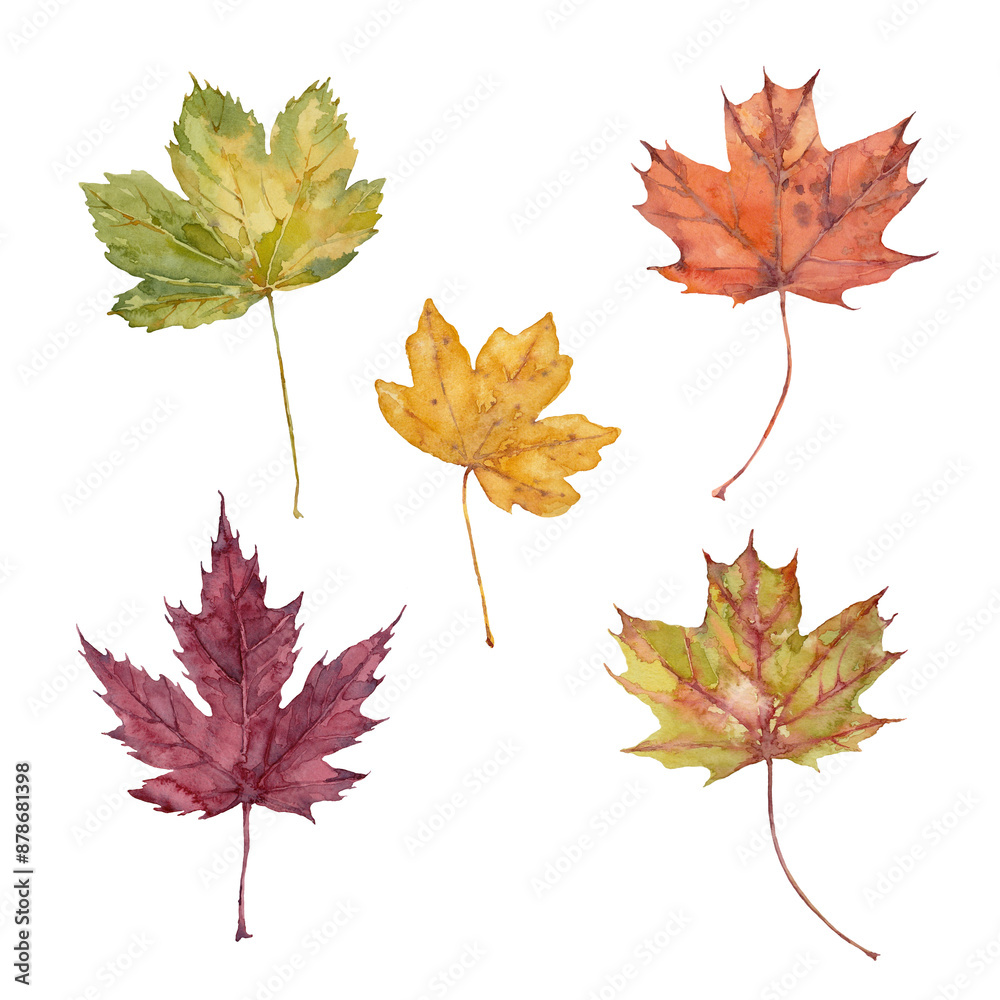 Set of fall leaves of sugar maple, silver maple, red maple, sycamore maple and hedge maple. Watercolor illustration. Set of fall leaves of sugar maple, silver maple, red maple, sycamore maple and hedge maple. Watercolor illustration.