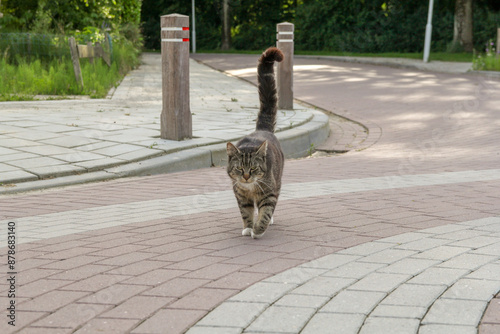 Konstfotografi a cute grey cat walks with a curly tail upward in a street in a little village c