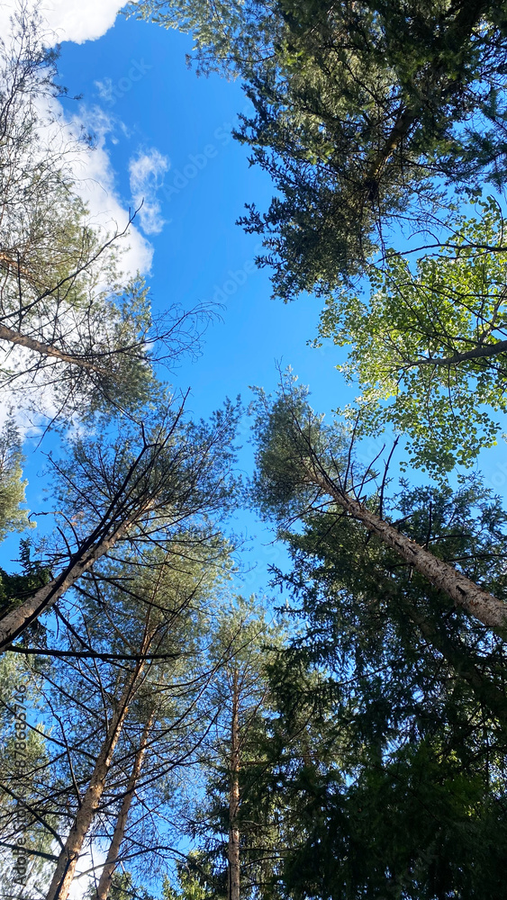 Obraz premium sky and trees