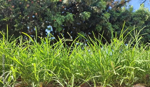 Goosegrass: a species of Goosegrasses, its botanical name is Eleusine indica. photo