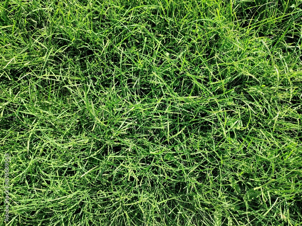 Goosegrass: a species of Goosegrasses, its botanical name is Eleusine indica. Goosegrass: a species of Goosegrasses, its botanical name is Eleusine indica.