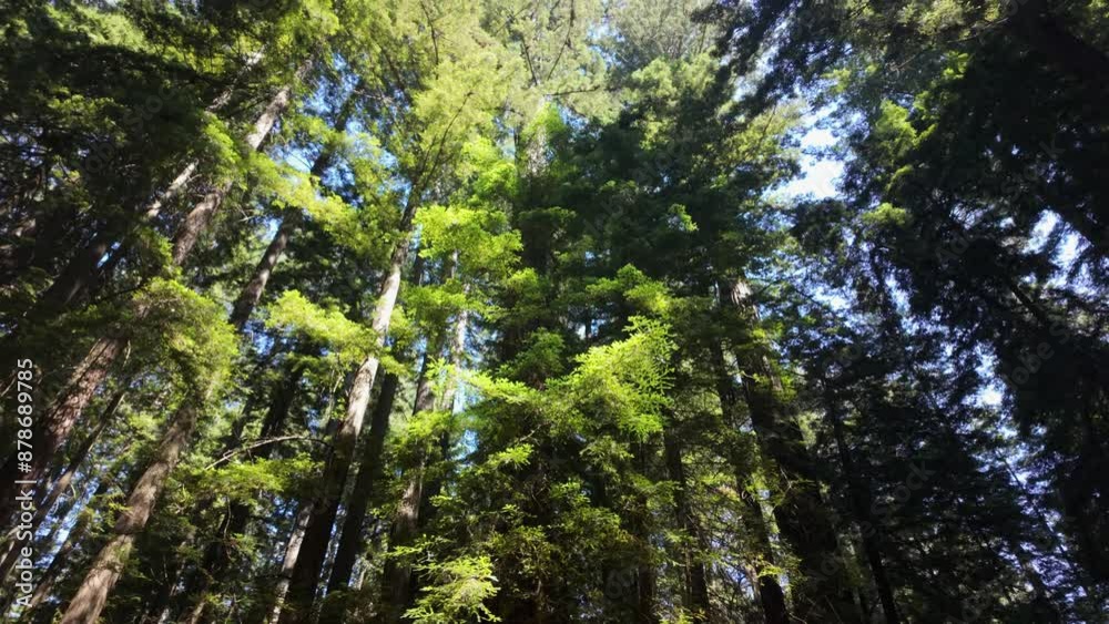 Panning up on tall coastal redwood trees in northern california Panning up on tall coastal redwood trees in northern california