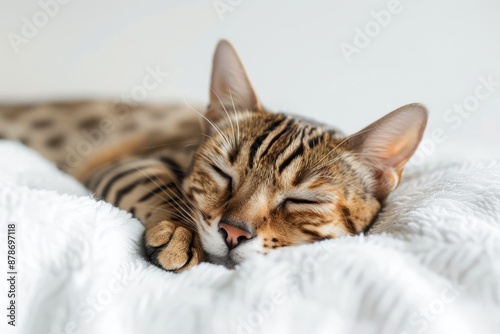 portrait of a Ocicat cat breed, with white background © GHArtwork