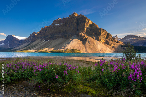 Purple flowers blooming on the shore of a glacial lake in the canadian rockies