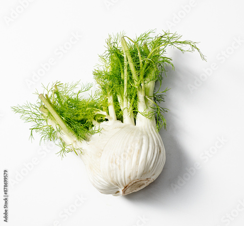 fennel bulb with green fronds