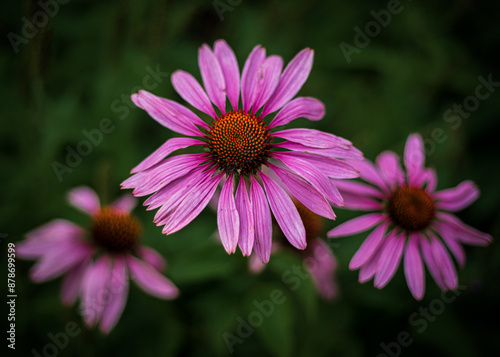 Pink coneflowers blooming in a summer garden