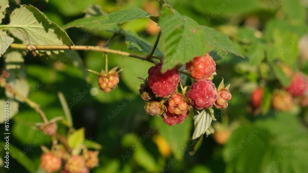 Raspberry garden close-up. Ripe red berries on a branch are swaying in the wind. Ripening of summer berries. Delicious sweet vitamins, clean ecological production, cultivation. Warm sunny background Raspberry garden close-up. Ripe red berries on a branch are swaying in the wind. Ripening of summer berries. Delicious sweet vitamins, clean ecological production, cultivation. Warm sunny background