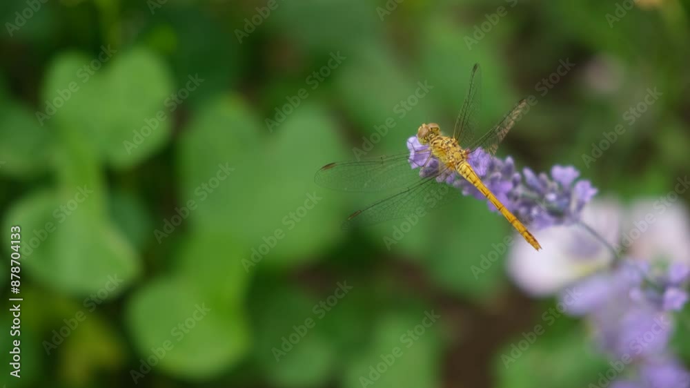 Dragonfly flower close-up. An insect sits on a purple lavender flower in the garden in the warm evening light. Wildlife macro. Summer garden with dragonflies. The concept of life, the beauty of nature Dragonfly flower close-up. An insect sits on a purple lavender flower in the garden in the warm evening light. Wildlife macro. Summer garden with dragonflies. The concept of life, the beauty of nature