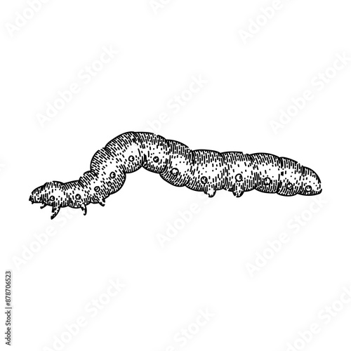 larva caterpillar hand drawn. butterfly bug, cocoon insect, nature animal larva caterpillar vector sketch. isolated black illustration