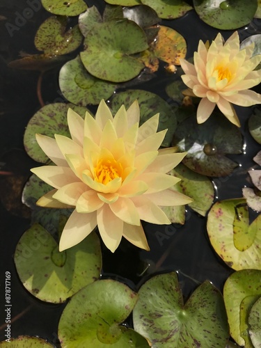 Water Lily in Bloom