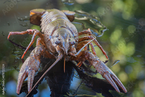 The European crayfish (Astacus astacus), noble crayfish, or broad-fingered crayfish, is the most common species of crayfish in Europe, and a traditional food source.