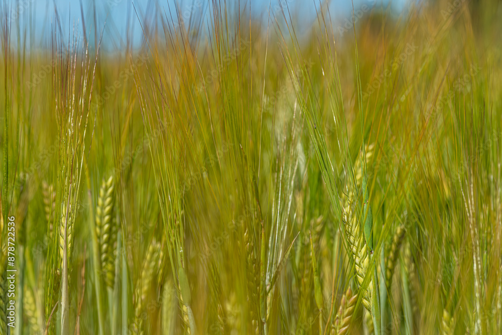 Green young grain in sunny summer day Green young grain in sunny summer day