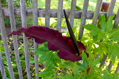 Dragon Arum Maroon Petal 05