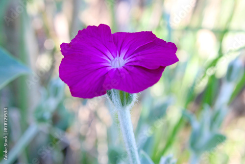 Rose Campion Petals 01 photo