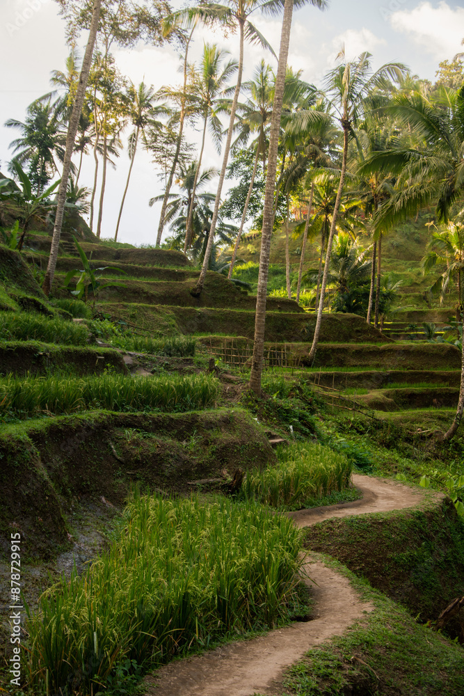 Obraz premium Rice field in Bali