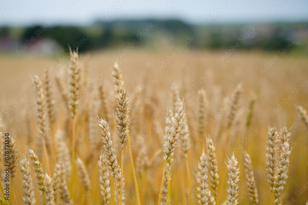 Golden wheat field in summer. Selective focus. Harvesting period. blurred foreground and background. Golden wheat field in summer. Selective focus. Harvesting period. blurred foreground and background.