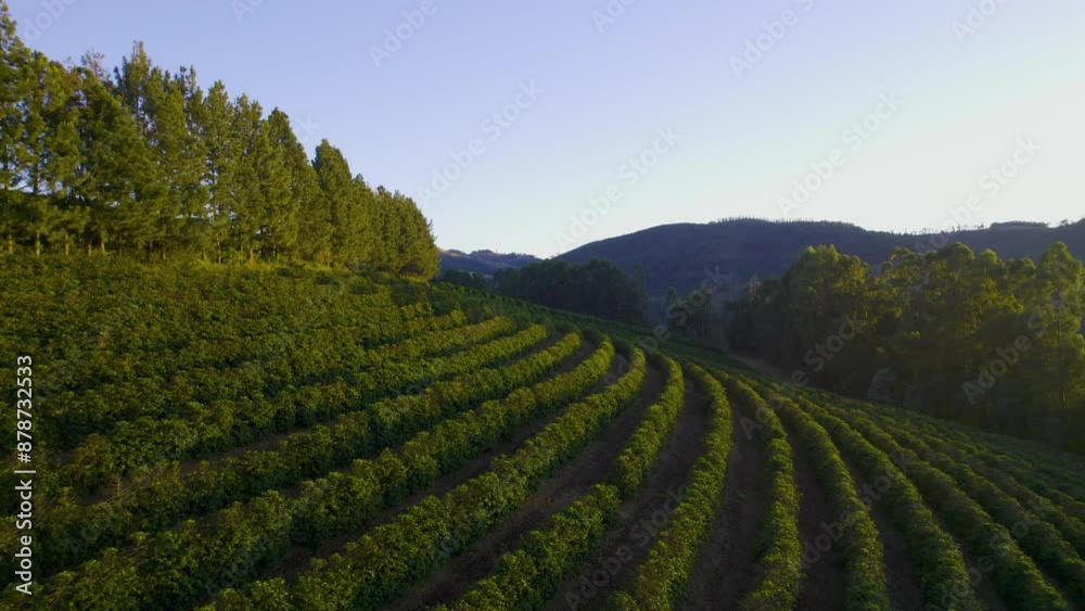 Coffee farm in the interior of Minas Gerais, starting work at sunrise Coffee farm in the interior of Minas Gerais, starting work at sunrise