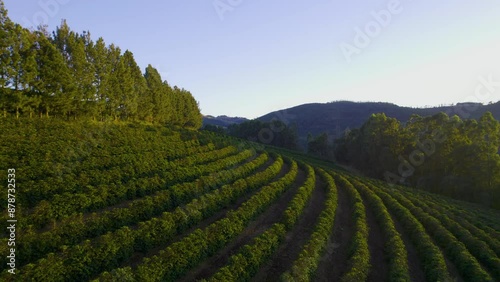 Wallpaper Mural Coffee farm in the interior of Minas Gerais, starting work at sunrise Torontodigital.ca