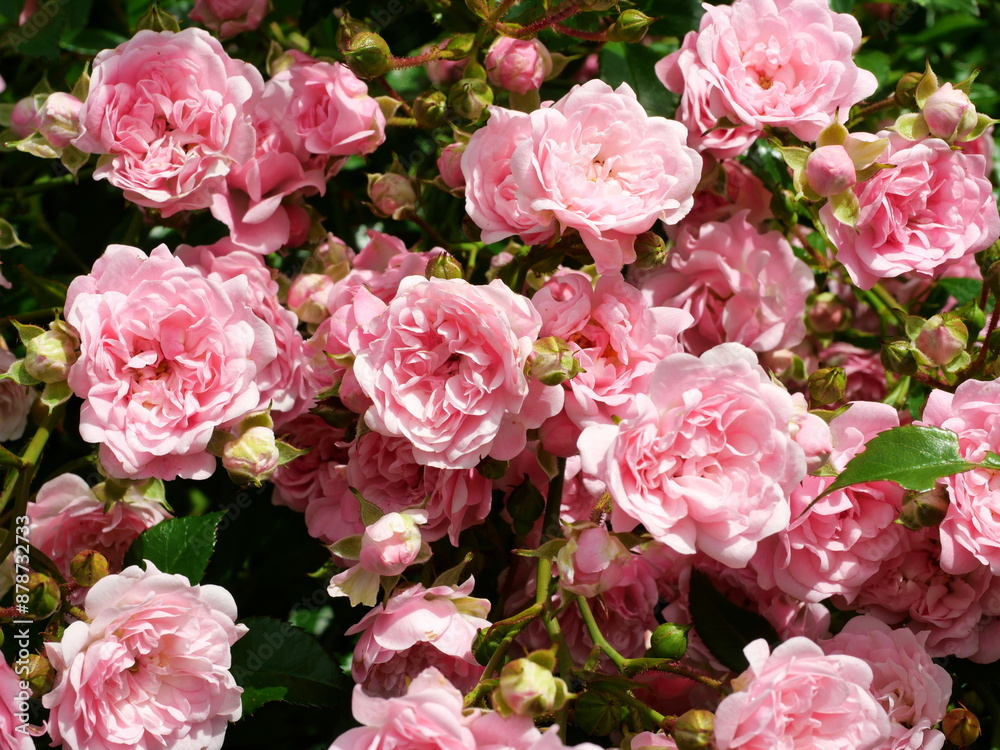 Rose pink - shrub rose - Photo of magnificent pink rose petals of a shrub rose in full bloom. A vibrant play of colors full of elegance and natural beauty. Rose pink - shrub rose - Photo of magnificent pink rose petals of a shrub rose in full bloom. A vibrant play of colors full of elegance and natural beauty.
