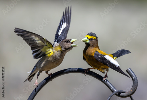 Birds on a Feeder