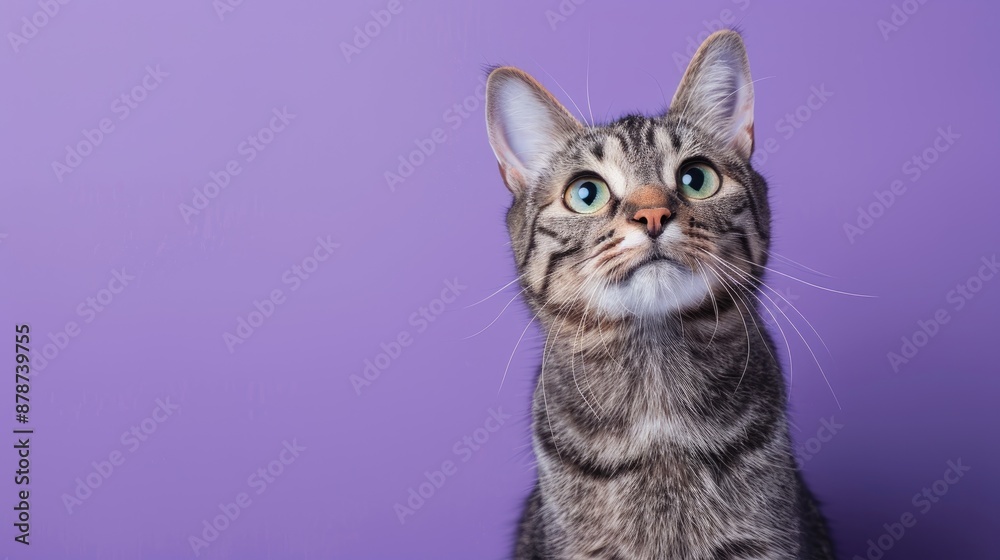Charming gray tabby cat portrait in studio against purple background with copy space Pet concept Charming gray tabby cat portrait in studio against purple background with copy space Pet concept