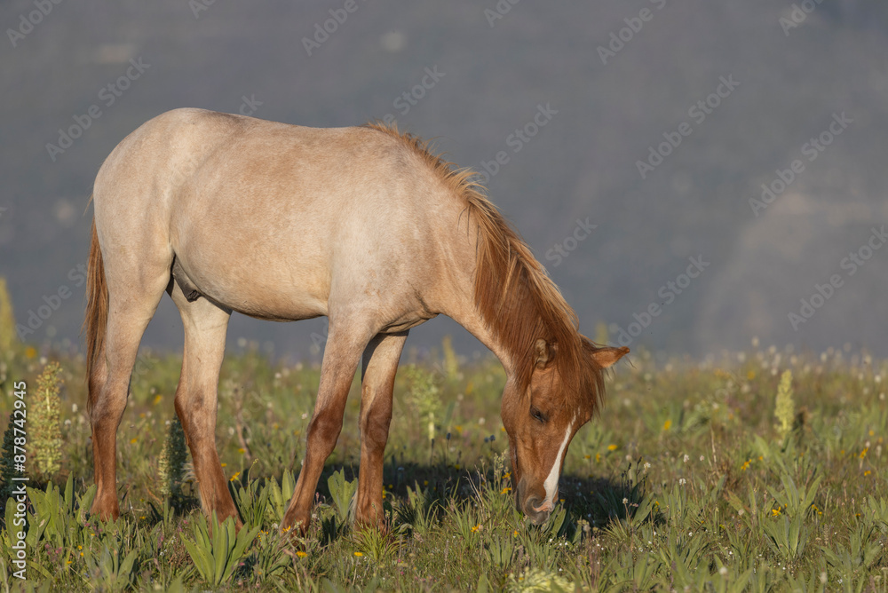 Beautiful Wild Horse in the Pryor Mountains Montana in Summer Beautiful Wild Horse in the Pryor Mountains Montana in Summer